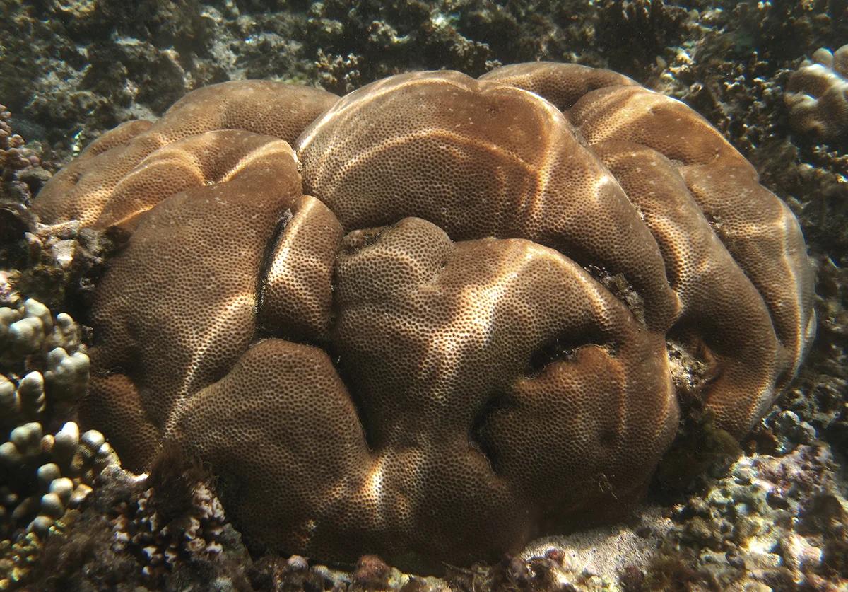 Hump Coral