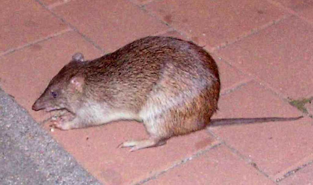 Northern Brown Bandicoot