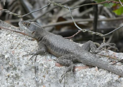 Peters' Lava Lizard