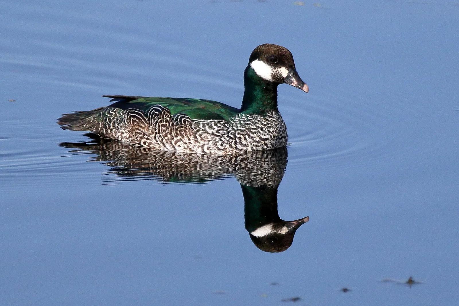 Green Pygmy-Goose