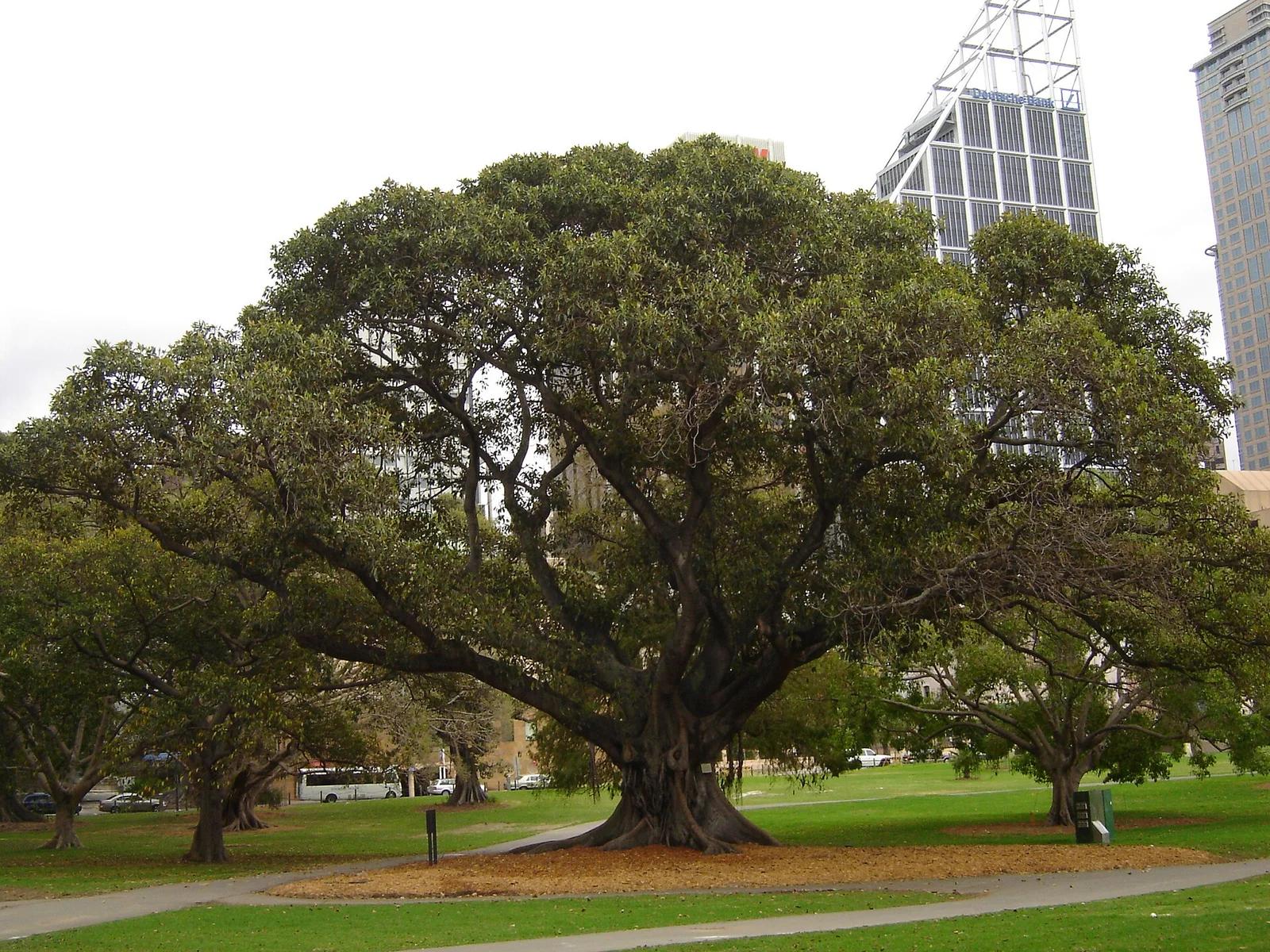 Lord Howe Banyan