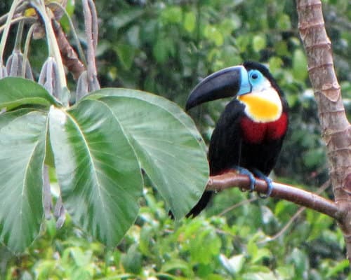 Channel-billed Toucan