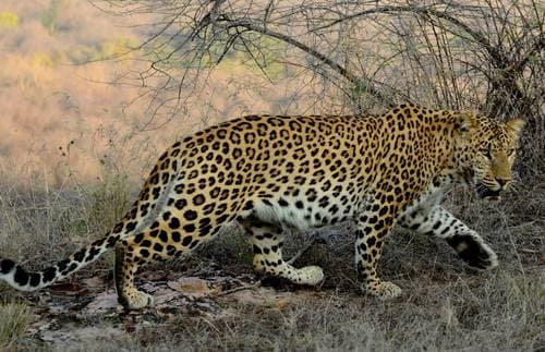 Leopard