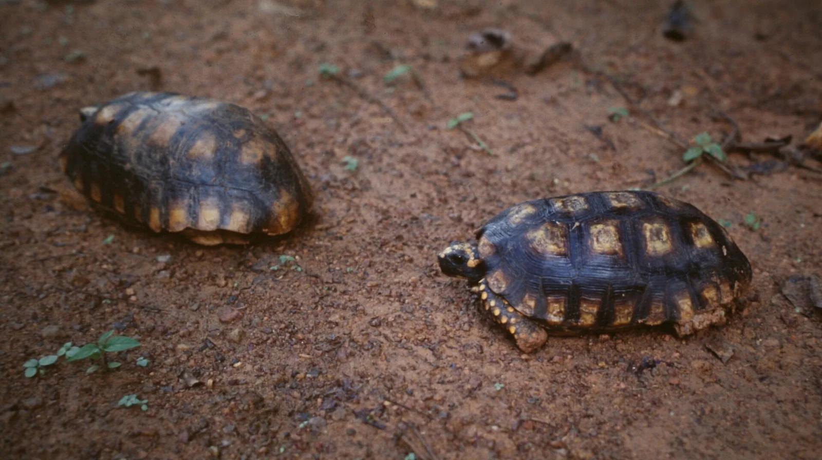 Galápagos Giant Tortoises and Allies