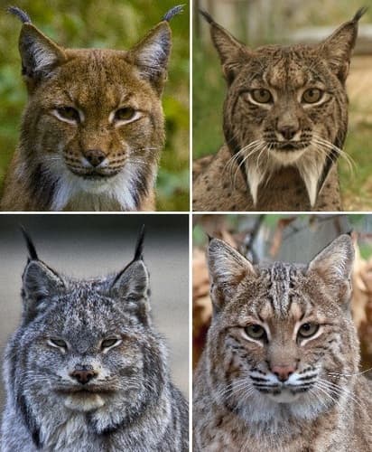 Lynxes