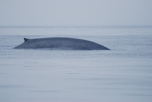 Blue Whale