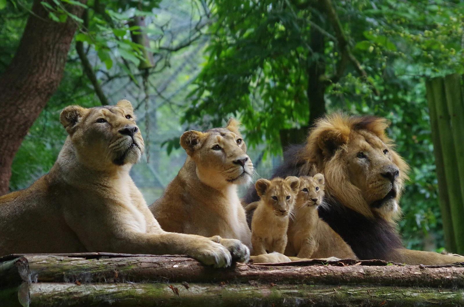 Lion