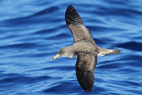 Cory's Shearwater