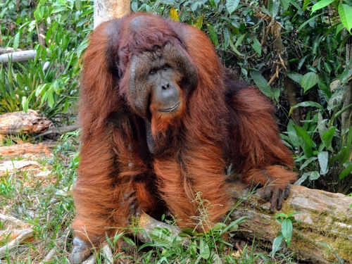 Lamandau Wildlife Reserve Programme