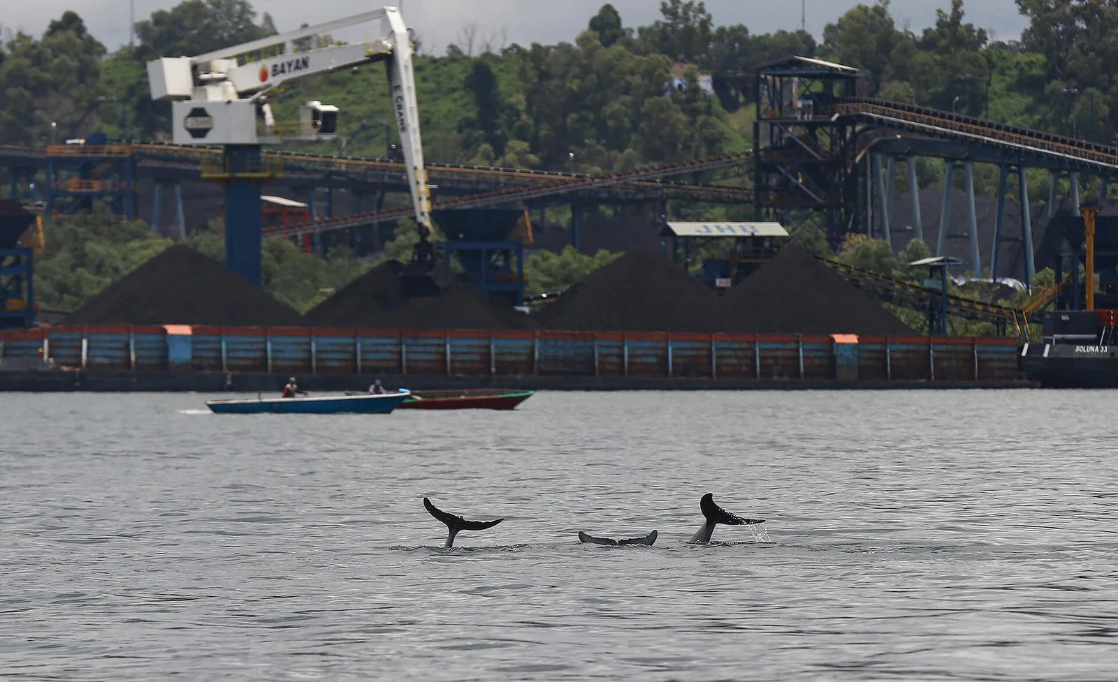 WCS Whales & Coastal Dolphins Program