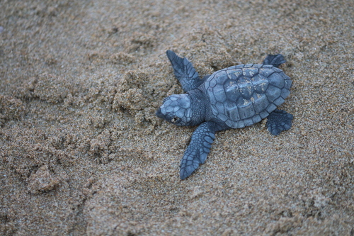 Caretta Research Project