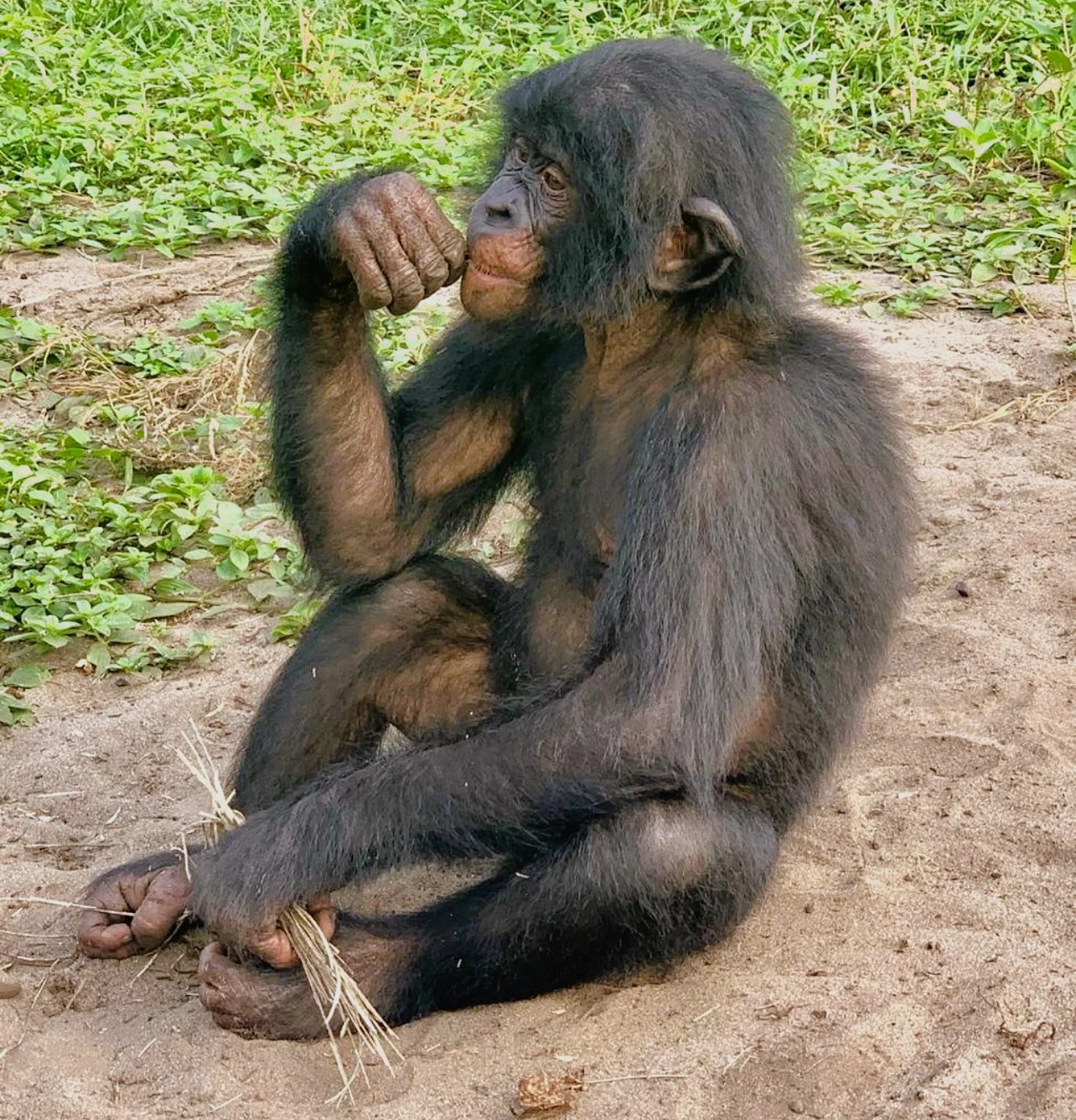 WCS Great Apes Program