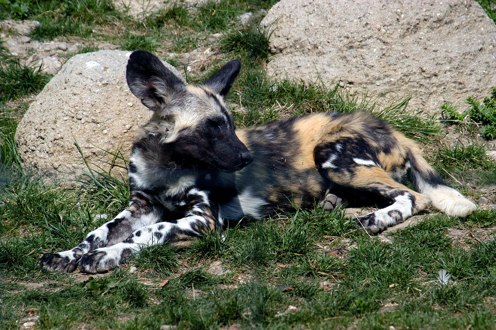 Painted Dog Conservation