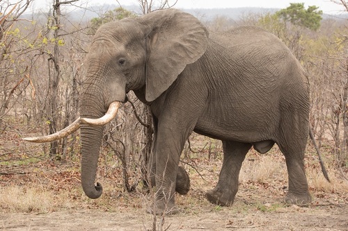 African savanna elephant