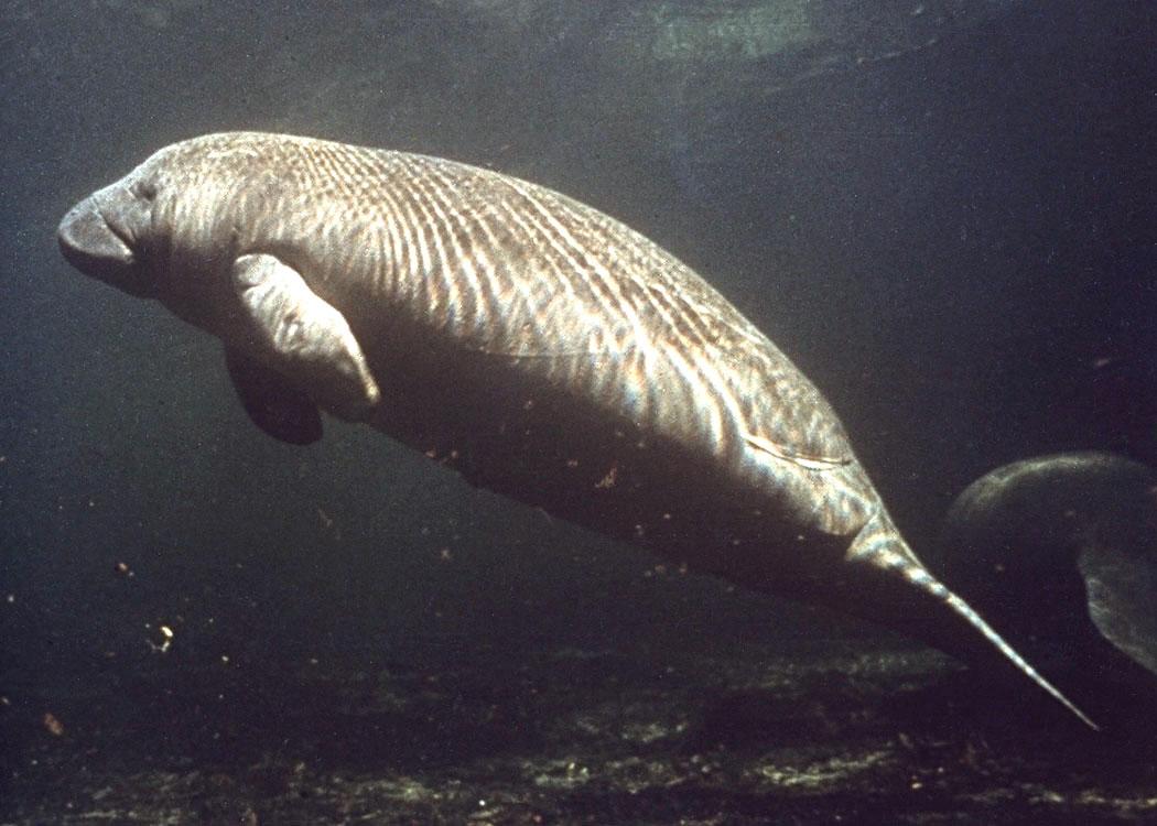 Adopt-A-Manatee